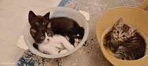 Pisicuţe Gratuite - 5 Puiuţi Adorabili Caută Cămin