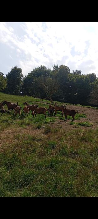 Vand 19 Capre Alpine Franceze 2 iedute si un tap