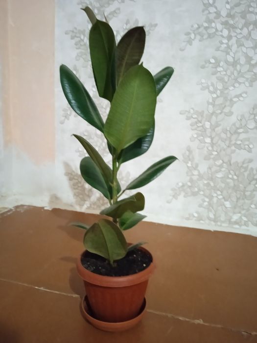 Гүлдер сатамыз/Продаем цветы