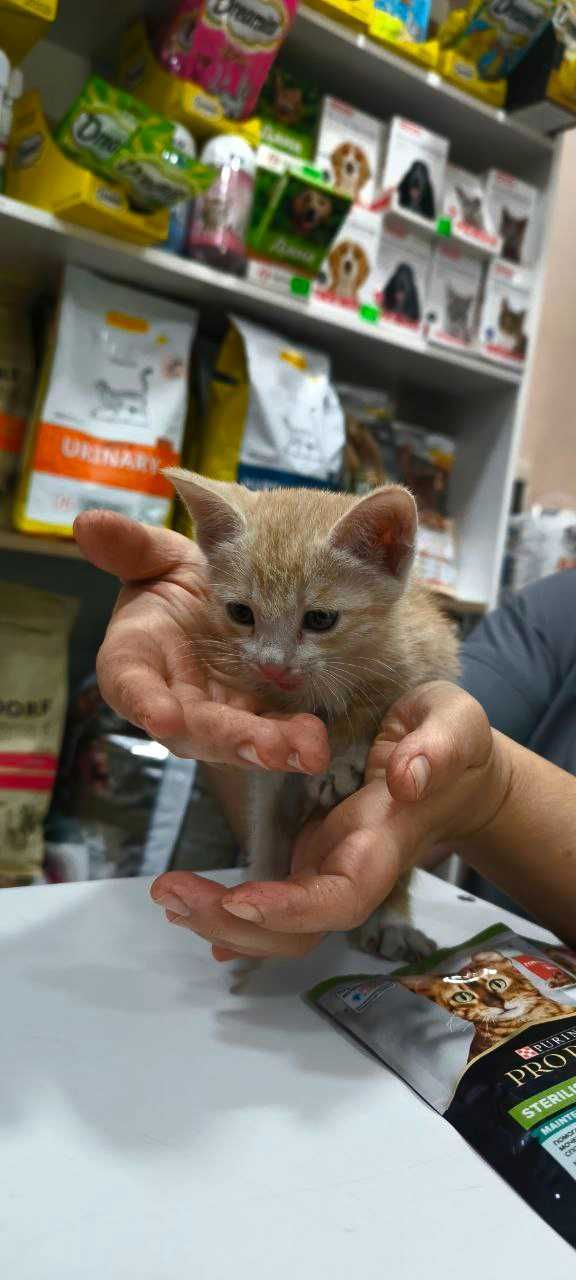 Котенок в добрые руки