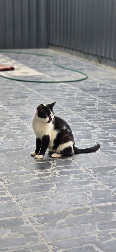 Pisoi dragalasi cauta casuta si iubire-Donatie