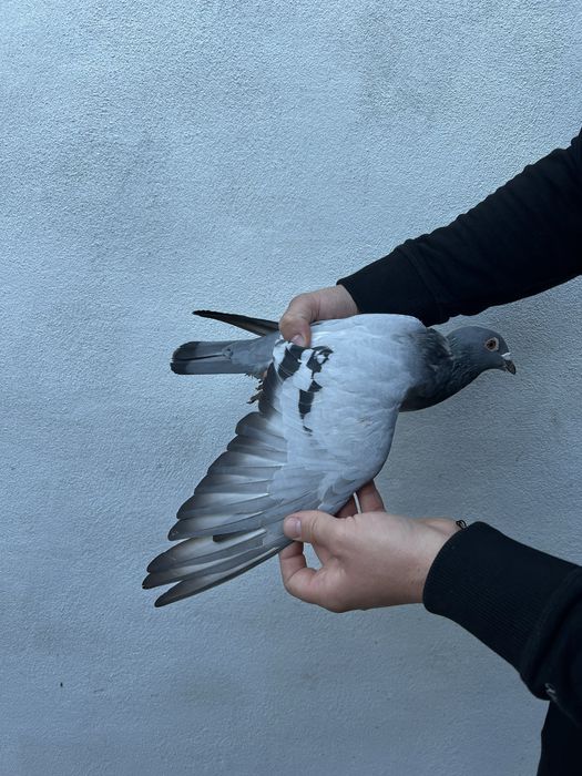 Femelă 2022 Gaby Vandenabeele