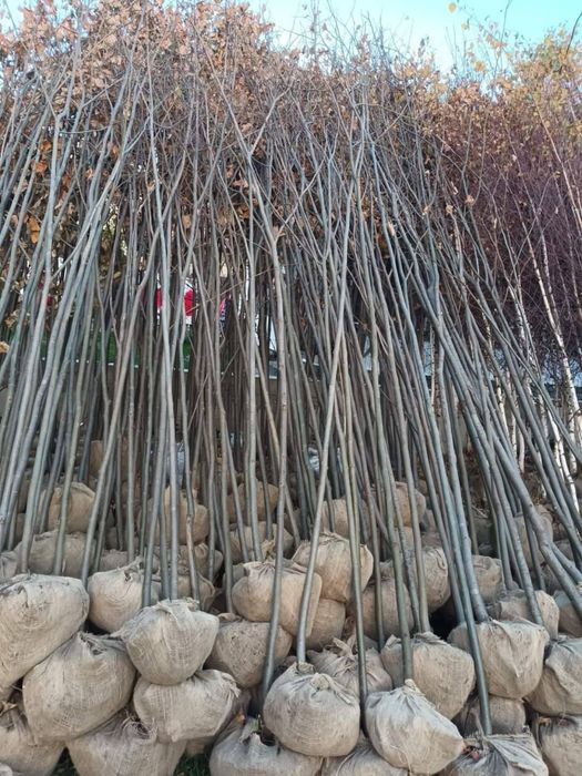 Copacii ornamentali 2m - 7m oriunde in tara mesteacan frasin tei artar