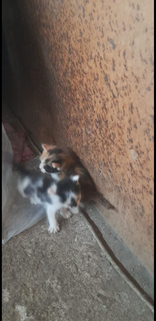 Котята бесплатно