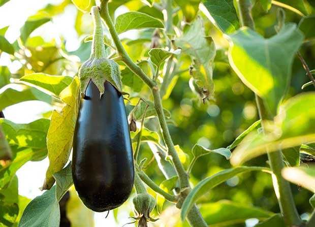 Cutia cu legume / prima cutie la juma' de pret
