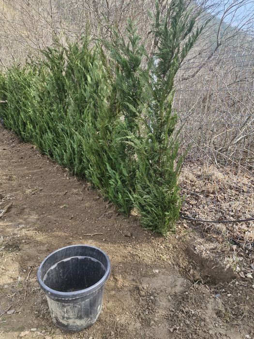 Tuia leylandii super oferta gazon rulou sport rustic
