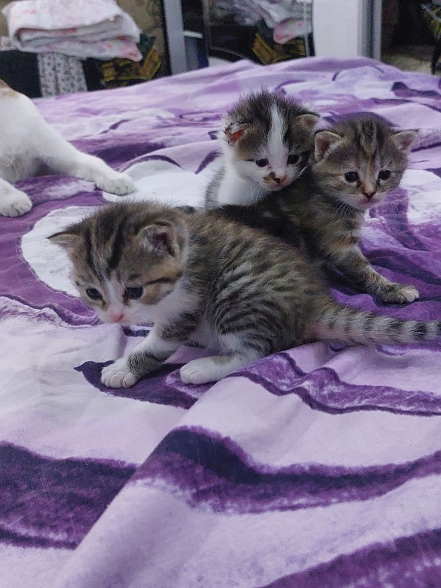 Котята в добрые руки