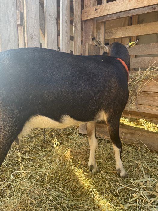 Чистопородная альпийская коза