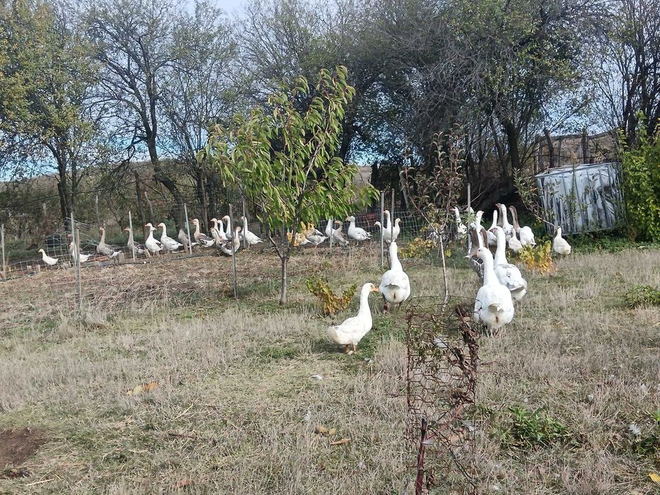 Vind rațe  și  gîște  100% BIO!