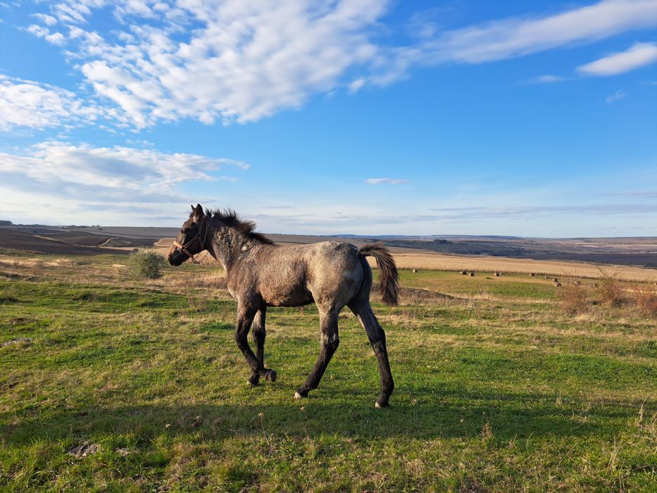 Vând  manza de 5 luni
