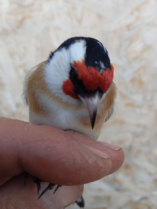 Продам щеглов, урагусов, вьюрков, чижей