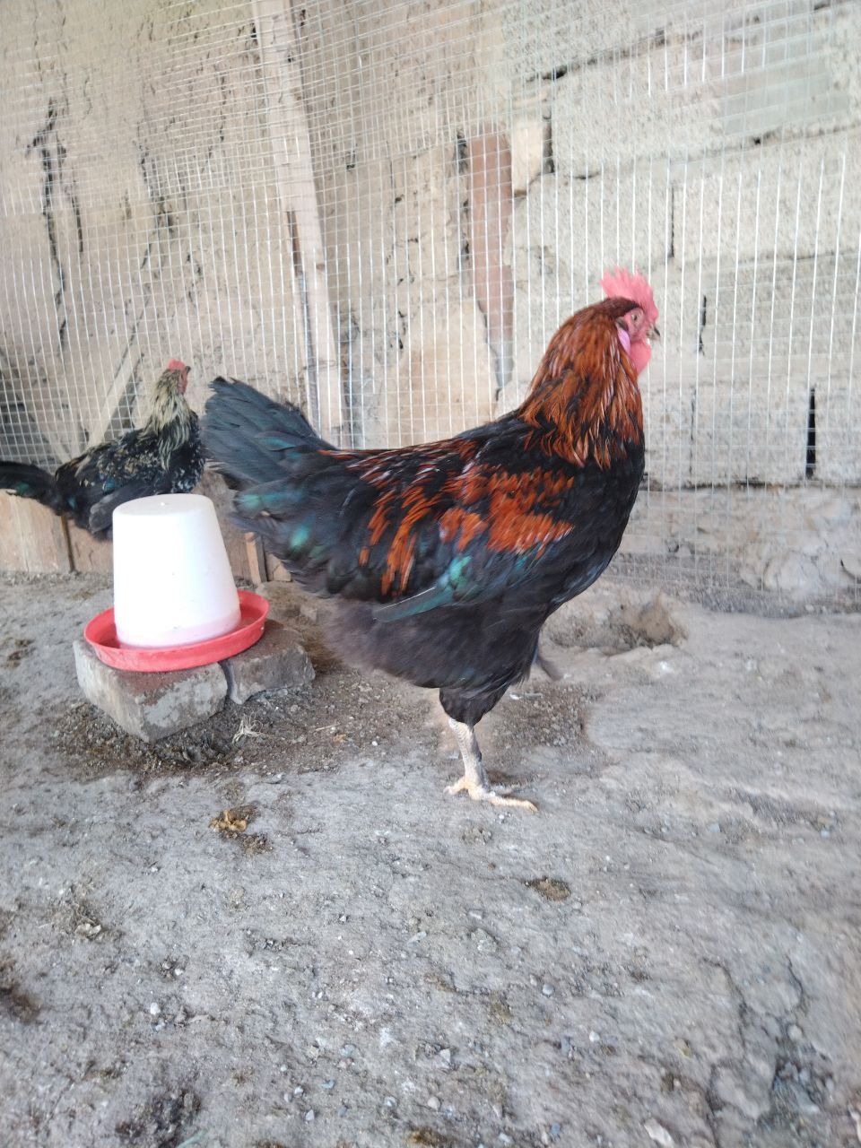 Уй тухумлари (кора товук) Домашние яйца всегда свежие каждый день есть