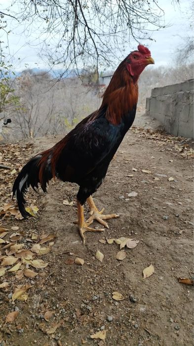 Дакан қораз кореец