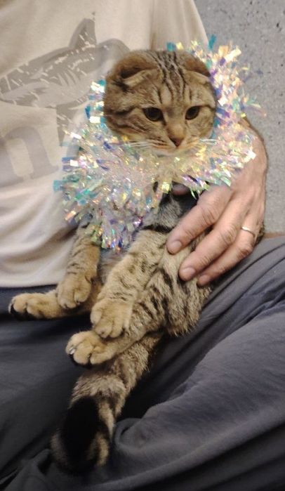 Кошка породистая веслоушка