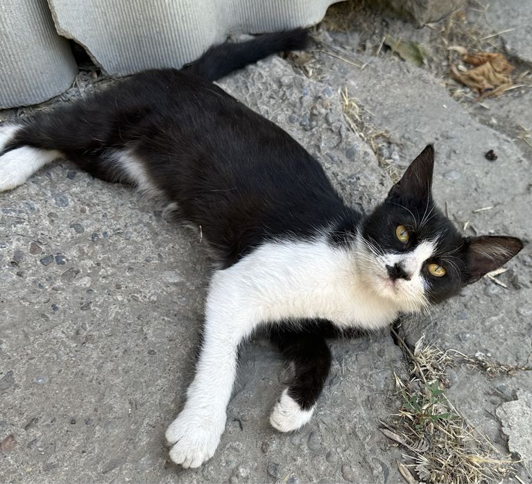 Отдам котёнка в добрые руки