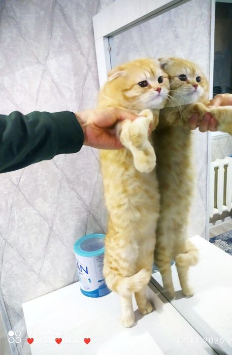 Скотш фолд золотая шиншилла чистый крови мальчик оригиналная 100%