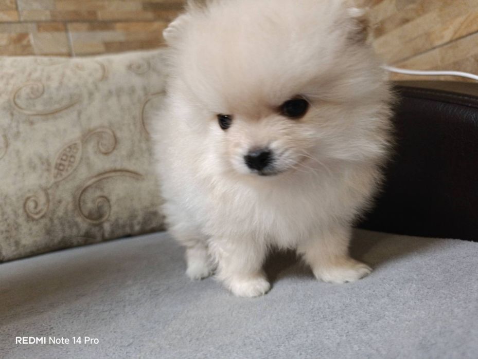 Продавам пумерани