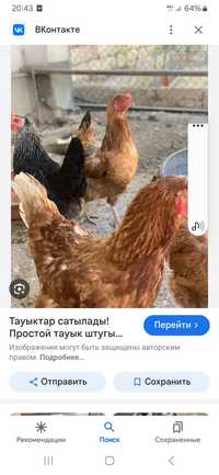 Тауык кораз сатылады