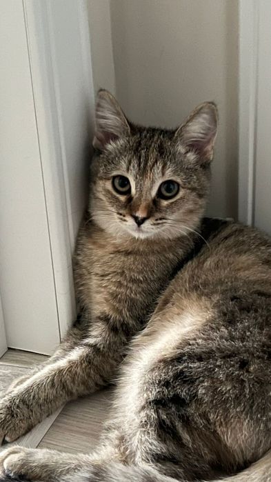 Девочка Аюми  6 месяцев, писать в вотсап