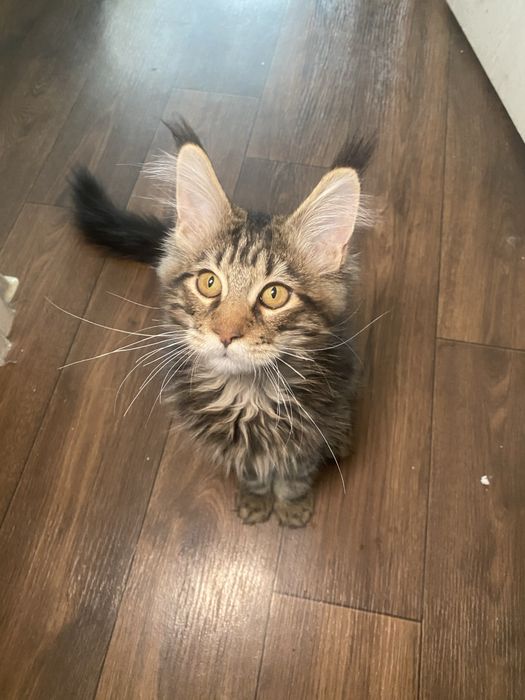 Продам Мейн куна строго в вотсап