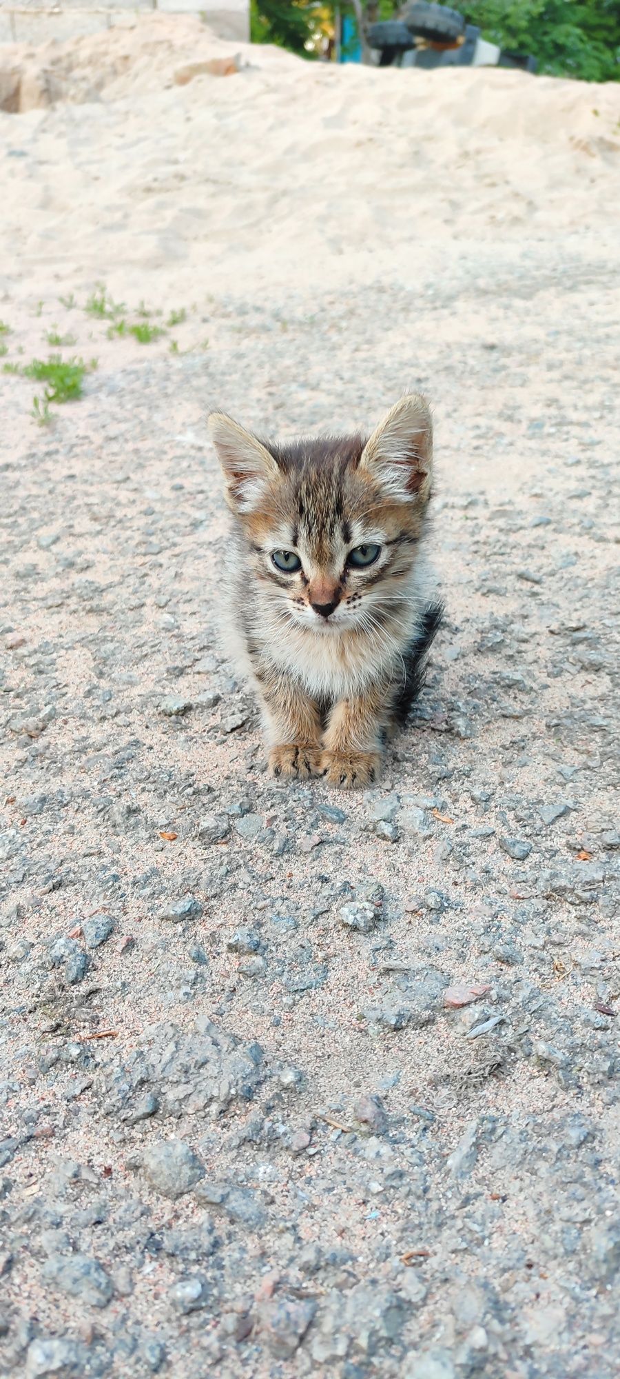 Маленький котёнок, девочка