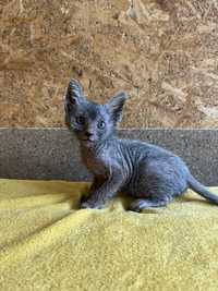 Lykoi si Sphynx cu pedigree