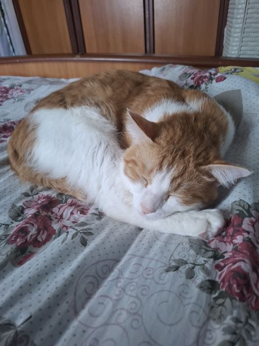 кот, мальчик , зовут персик