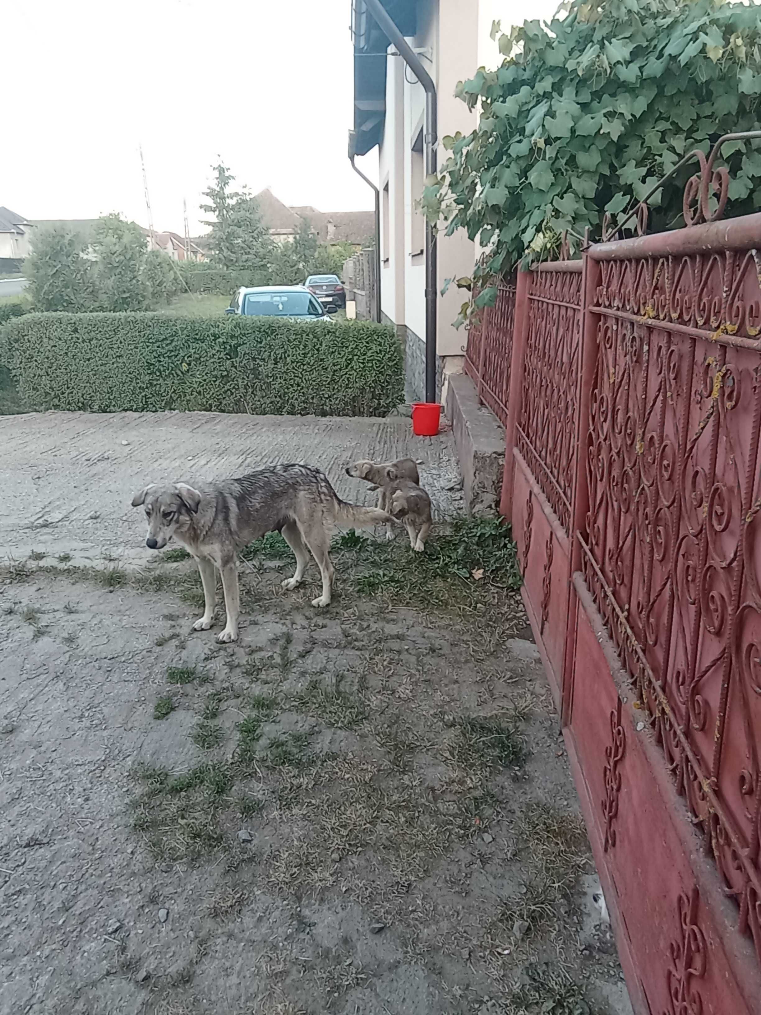 Donație cățelușa