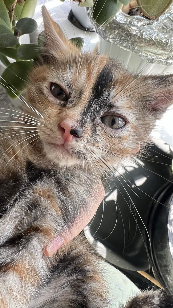 Отдам котенка девочку