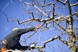 Toaletat copaci , gropi pomi , stâlpi , defrișat teren