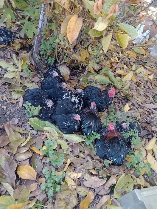 Cochinchina pitic 2025