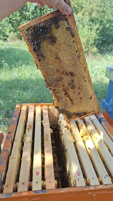 Miere de salcam si poliflora