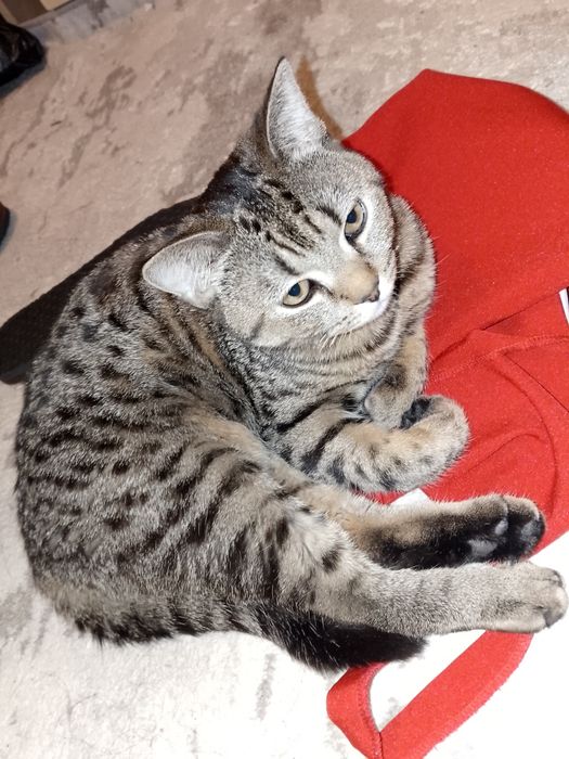 Вязка самец прямоухая британец