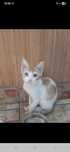 Pisoi pentru adoptie