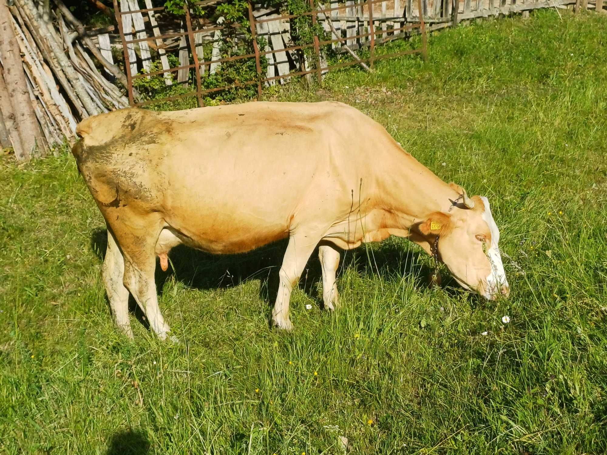 Vand vaca de lapte (6ani)  cu vitel