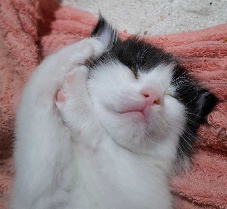 Котенок белый с черными пятнами, серенькие глазки.