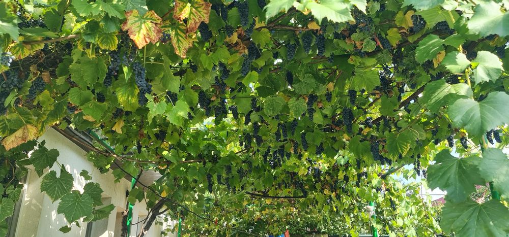 Vand struguri pentru vin