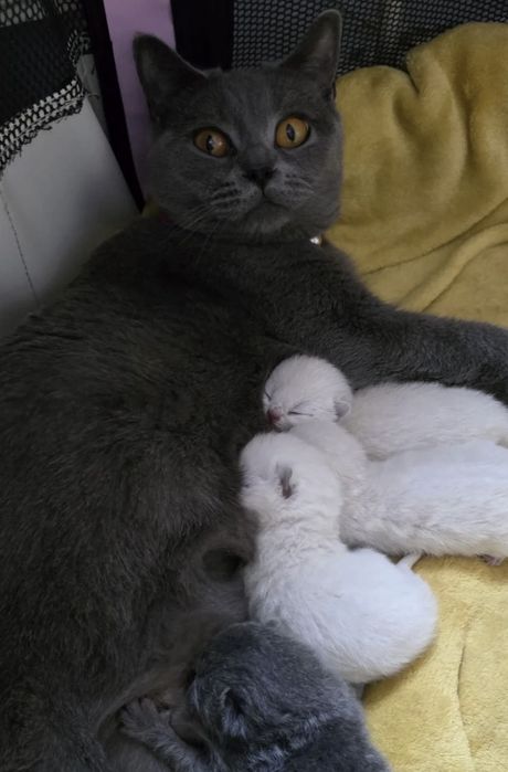 Британска късокосместа