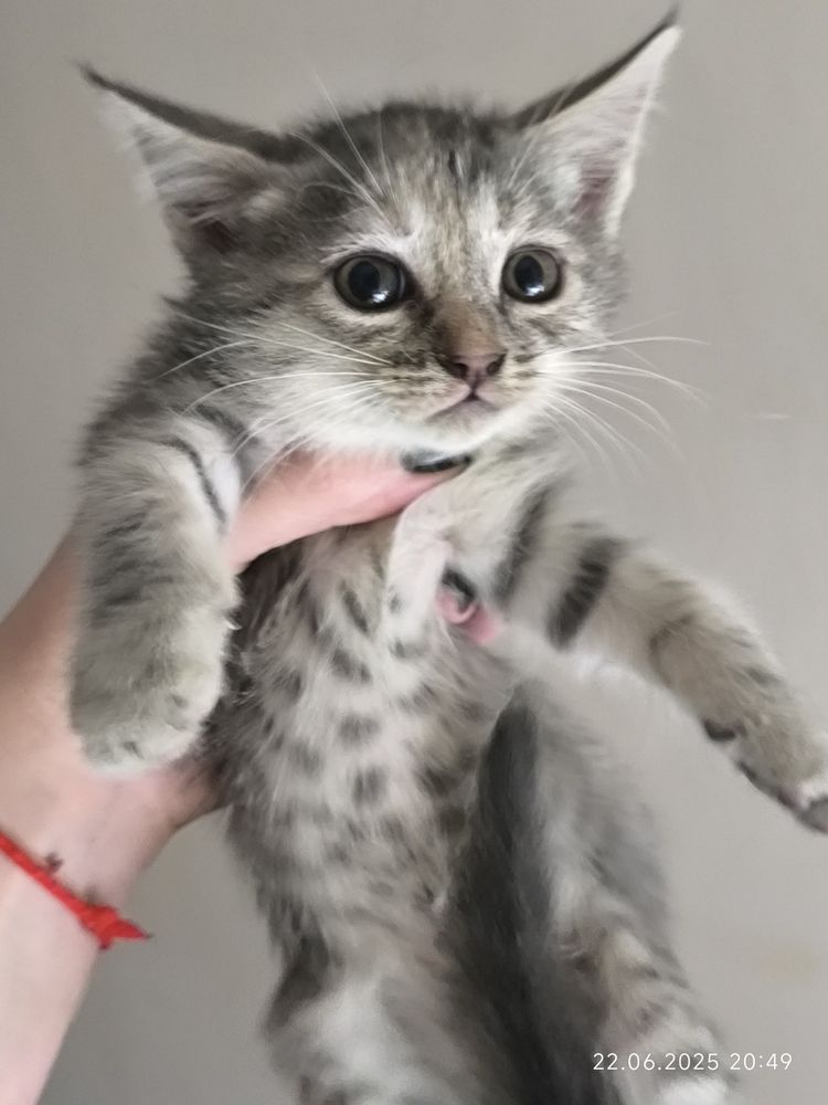 Котята Бесплатно