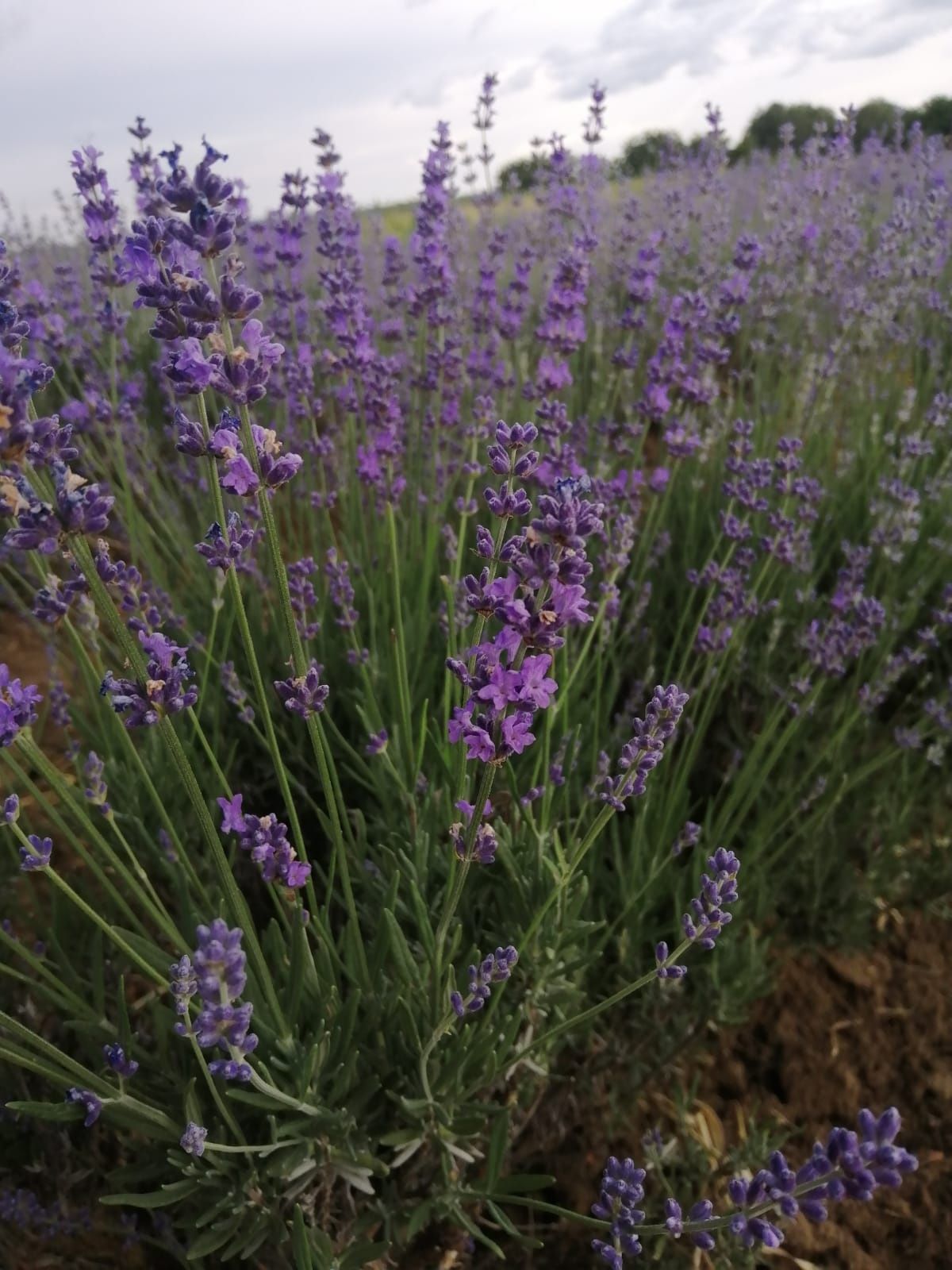 Vand tufe lavanda