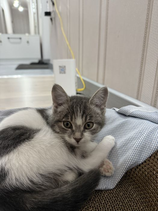 Котенок в добрые руки