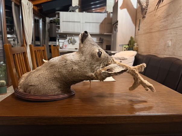 Препариран ловен трофей-сръндак