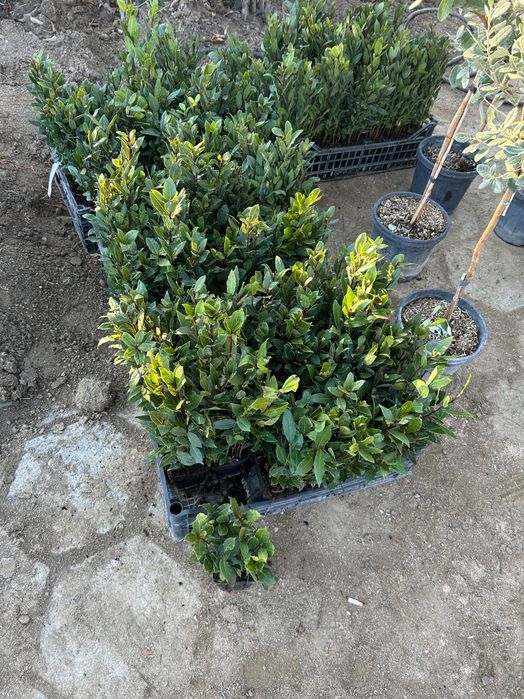 Дафинов лист - във всяка саксия има по няколко корена