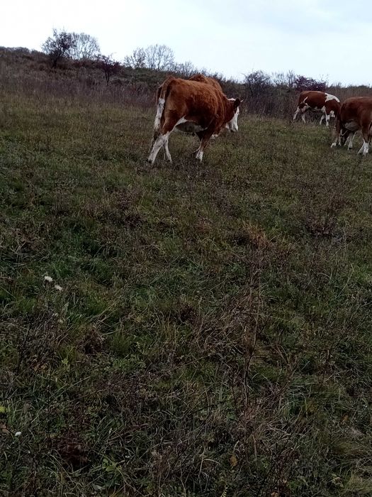 Vând vaca și două juninci