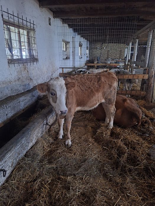 Vitea baltata de vânzare