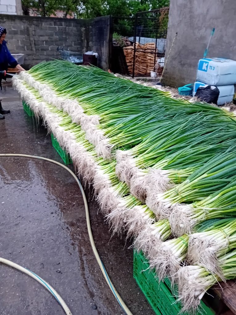 Ceapa Verde De Sămânță.