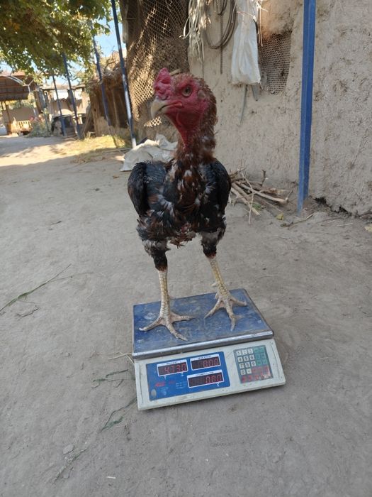 Parodniy  hóroz sotiladi