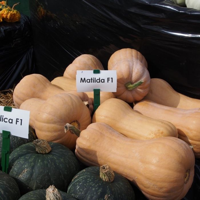 Vând dovleci Matilda si Sampson TITU