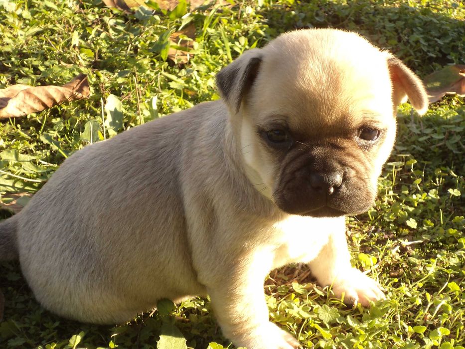 МОПС-бебета-3 броя!!!