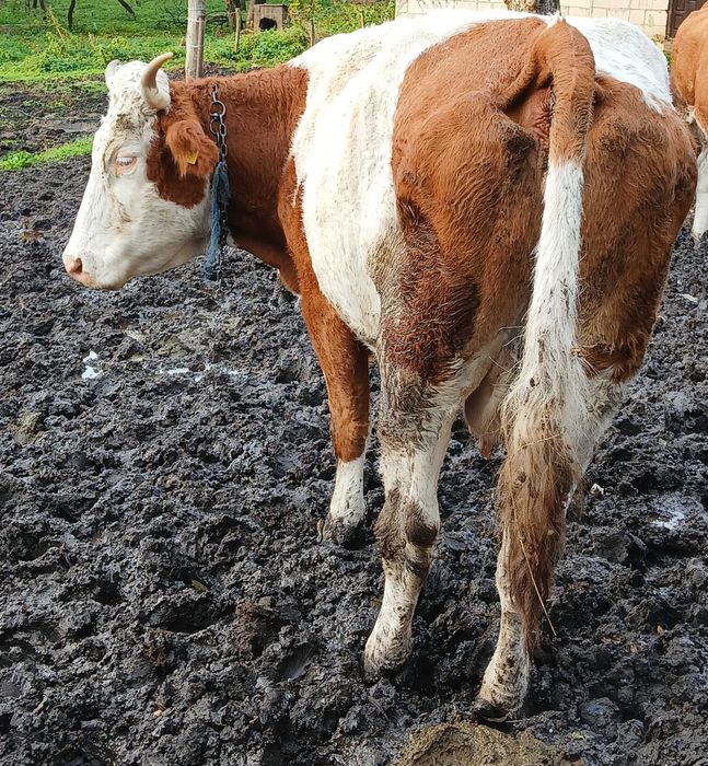 Vând 2 vaci gestante în 2 luni sau la abator